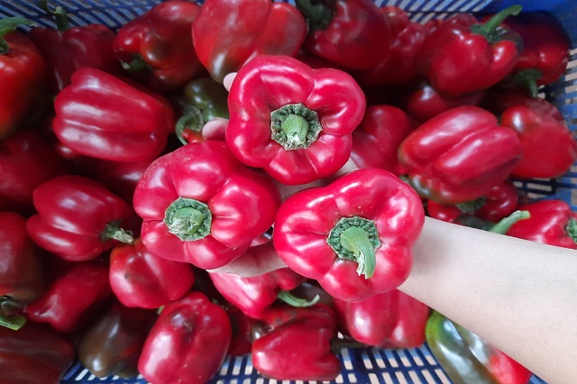Bell Pepper  Red